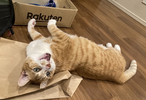 興味津々　動揺　かわいい　反応　しっぽ付き靴下　靴下　猫　保護猫　猫と子ども　子ども　茶トラ