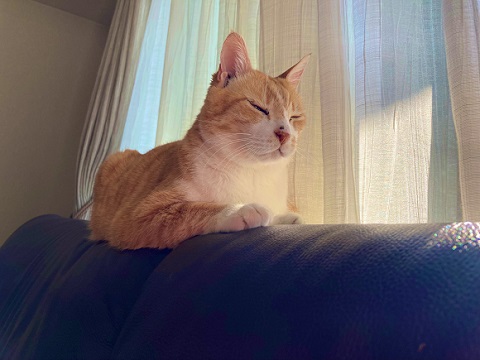 興味津々　動揺　かわいい　反応　しっぽ付き靴下　靴下　猫　保護猫　猫と子ども　子ども　茶トラ