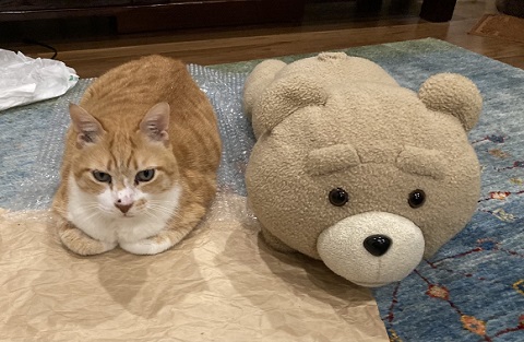 興味津々　動揺　かわいい　反応　しっぽ付き靴下　靴下　猫　保護猫　猫と子ども　子ども　茶トラ