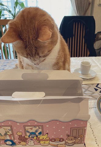 興味津々　動揺　かわいい　反応　しっぽ付き靴下　靴下　猫　保護猫　猫と子ども　子ども　茶トラ