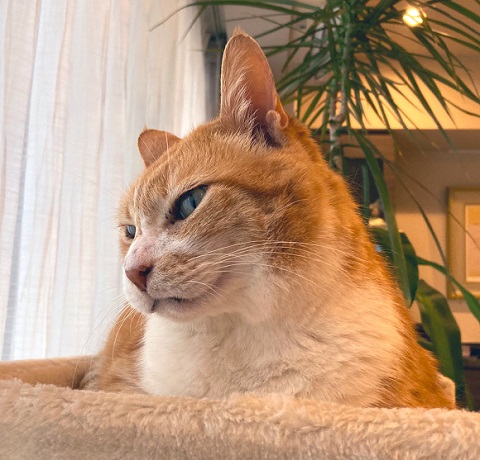 興味津々　動揺　かわいい　反応　しっぽ付き靴下　靴下　猫　保護猫　猫と子ども　子ども　茶トラ