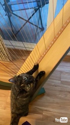 猫 ハープ 空腹 スシ