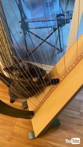 猫 ハープ 空腹 スシ