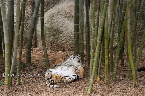 竹とトラってかっこいい 虎 浜松市動物園 かわいい でかい猫 竹とトラ