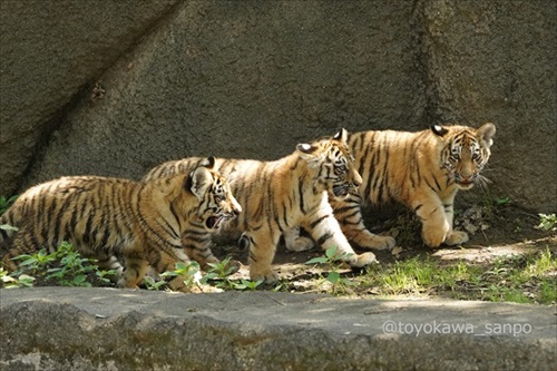竹林の中にいるトラ 虎 浜松市動物園 かわいい でかい猫 竹とトラい