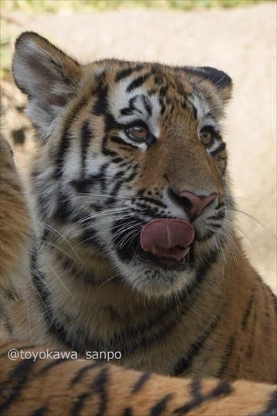 竹林の中にいるトラ 虎 浜松市動物園 かわいい でかい猫 竹とトラい