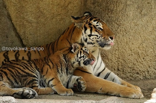 竹林の中にいるトラ 虎 浜松市動物園 かわいい でかい猫 竹とトラい