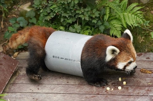 竹林の中にいるトラ 虎 浜松市動物園 かわいい でかい猫 竹とトラい