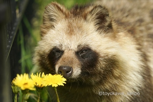 竹林の中にいるトラ 虎 浜松市動物園 かわいい でかい猫 竹とトラい