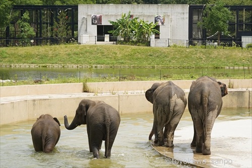竹林の中にいるトラ 虎 浜松市動物園 かわいい でかい猫 竹とトラい