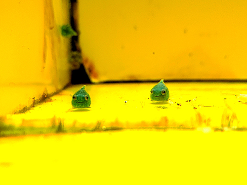 ダンゴウオ のぞいている魚 水族館 人間観察 魚 表情