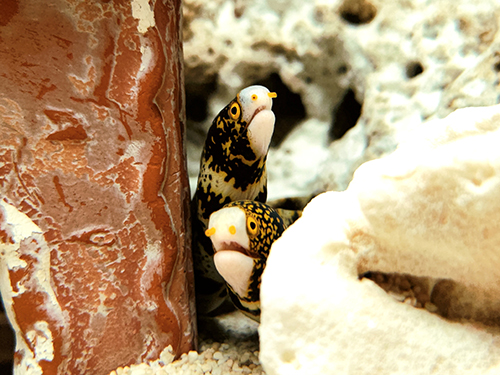 クモウツボ のぞいている魚 水族館 人間観察 魚 表情
