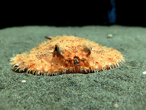 アカグツ のぞいている魚 水族館 人間観察 魚 表情