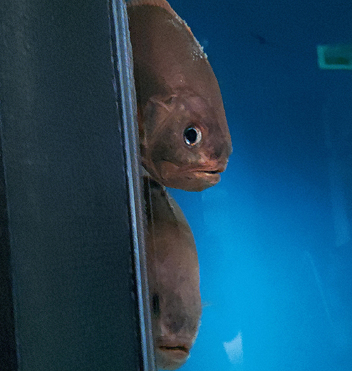 のぞいている魚 水族館 人間観察 魚 表情