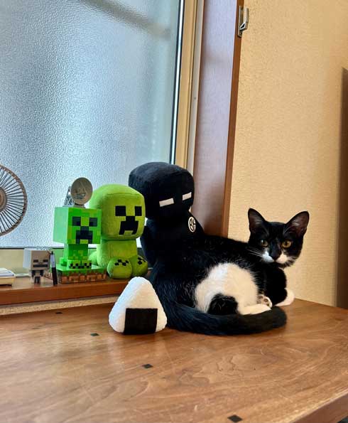 猫 息子 お風呂 行けない 正当な理由 なみそ かわいい