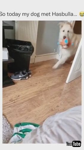 「Dog Gets Scared & Barks Loudly On Seeing a Life-size Mannequin Of an Internet Personality - 1271418」