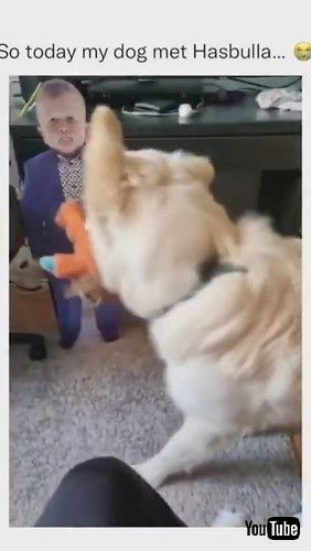 「Dog Gets Scared & Barks Loudly On Seeing a Life-size Mannequin Of an Internet Personality - 1271418」