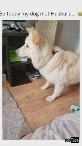 「Dog Gets Scared & Barks Loudly On Seeing a Life-size Mannequin Of an Internet Personality - 1271418」