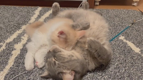 猫　きょうだい猫　兄妹猫　兄猫　妹猫　子猫　毛づくろい　毛繕い　かわいい　癒やし