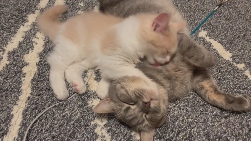 猫　きょうだい猫　兄妹猫　兄猫　妹猫　子猫　毛づくろい　毛繕い　かわいい　癒やし