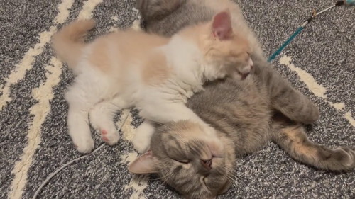 猫　毛づくろい 毛づくろいする6匹の猫 Grooming of the cat 2016#7 - YouTube