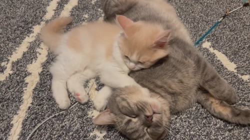 猫　きょうだい猫　兄妹猫　兄猫　妹猫　子猫　毛づくろい　毛繕い　かわいい　癒やし
