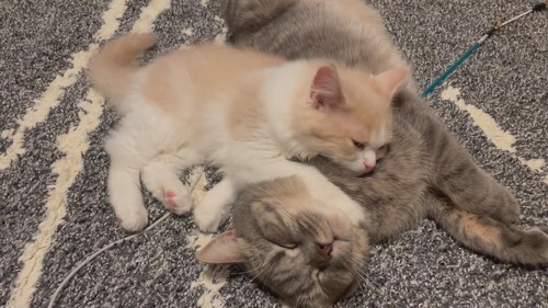 猫　きょうだい猫　兄妹猫　兄猫　妹猫　子猫　毛づくろい　毛繕い　かわいい　癒やし