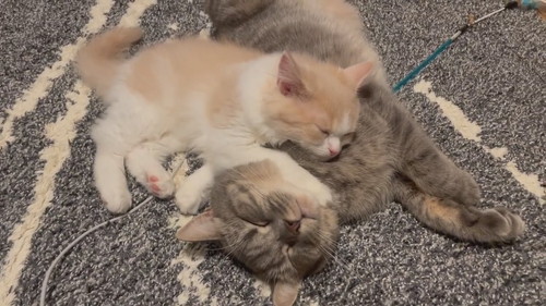 猫　きょうだい猫　兄妹猫　兄猫　妹猫　子猫　毛づくろい　毛繕い　かわいい　癒やし