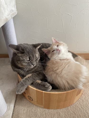 猫　きょうだい猫　兄妹猫　兄猫　妹猫　子猫　毛づくろい　毛繕い　かわいい　癒やし