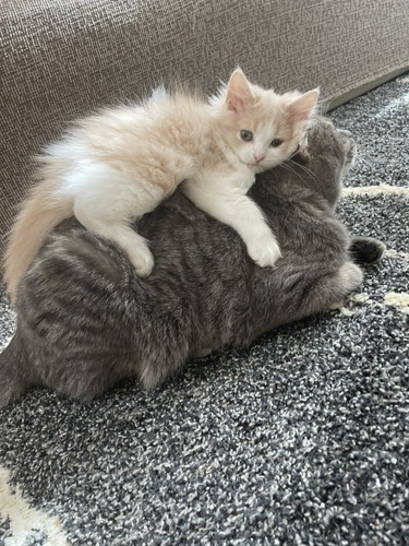 猫　きょうだい猫　兄妹猫　兄猫　妹猫　子猫　毛づくろい　毛繕い　かわいい　癒やし