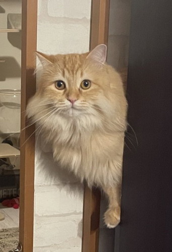 猫　生える　のぞく　狭い場所　ノルウェージャンフォレストキャット　ネコランド　かわいい　面白い　ラガマフィン