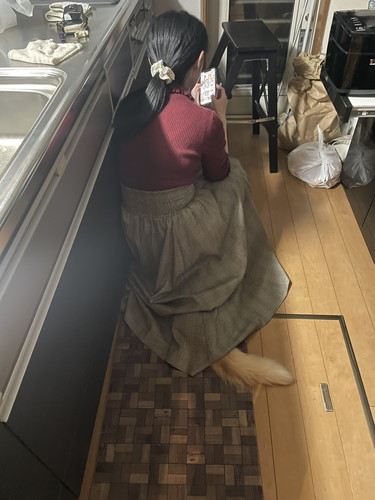 猫　生える　のぞく　狭い場所　ノルウェージャンフォレストキャット　ネコランド　かわいい　面白い　ラガマフィン