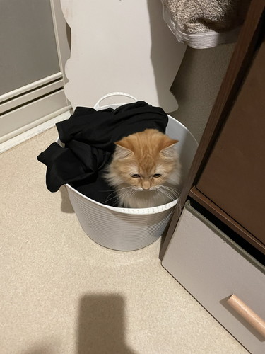 猫　生える　のぞく　狭い場所　ノルウェージャンフォレストキャット　ネコランド　かわいい　面白い　ラガマフィン