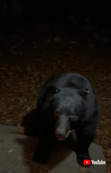 Closes Door クマ 熊 賢い 友達 玄関閉める