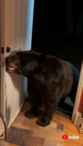 Closes Door クマ 熊 賢い 友達 玄関閉める