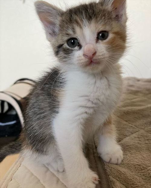 猫 保護猫 子猫 先住 新メンバー 仲良し