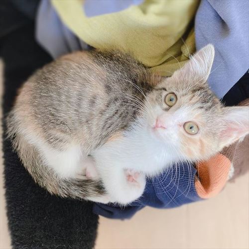 猫 保護猫 子猫 先住 新メンバー 仲良し