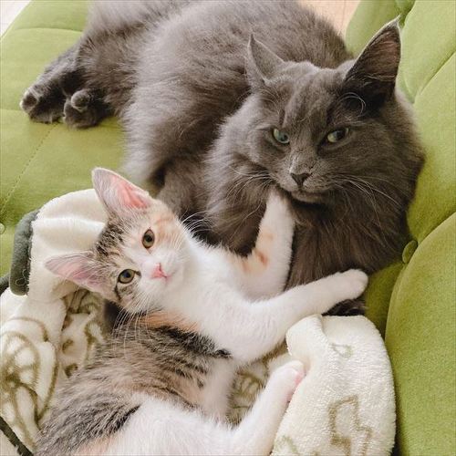 猫 保護猫 子猫 先住 新メンバー 仲良し