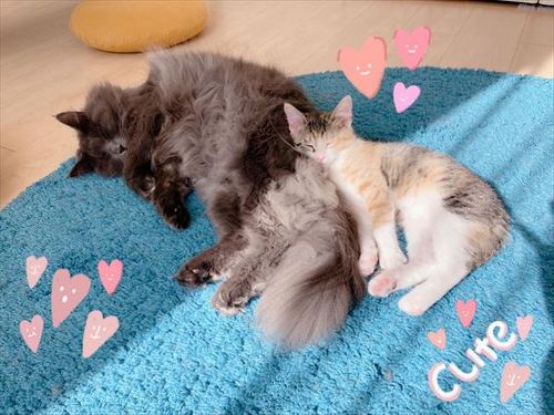 猫 保護猫 子猫 先住 新メンバー 仲良し