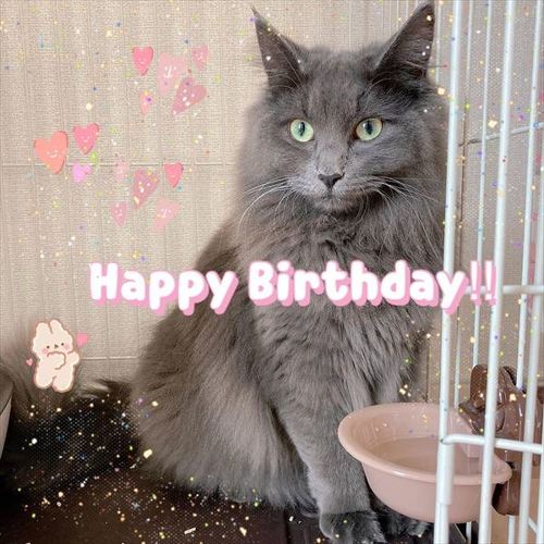 猫 保護猫 子猫 先住 新メンバー 仲良し