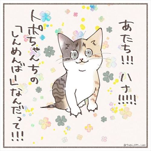 猫 保護猫 子猫 先住 新メンバー 仲良し