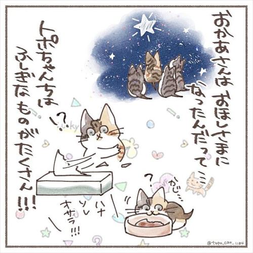 猫 保護猫 子猫 先住 新メンバー 仲良し