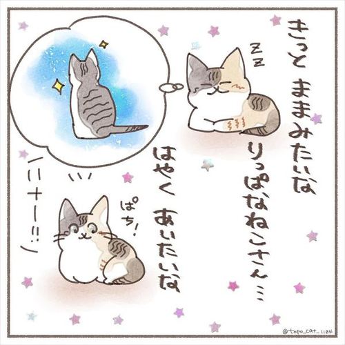 猫 保護猫 子猫 先住 新メンバー 仲良し