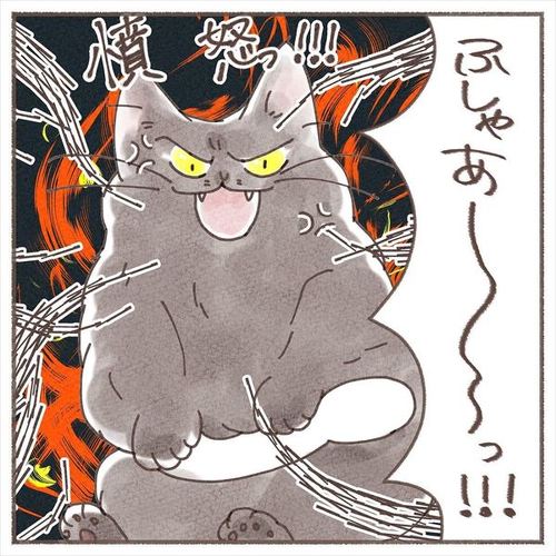 猫 保護猫 子猫 先住 新メンバー 仲良し