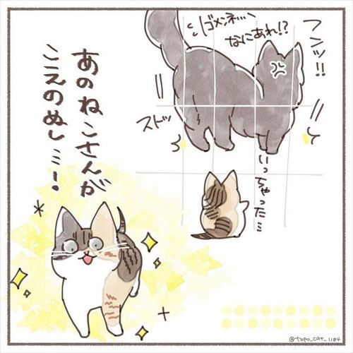 猫 保護猫 子猫 先住 新メンバー 仲良し