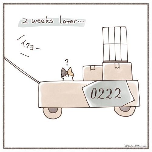 猫 保護猫 子猫 先住 新メンバー 仲良し