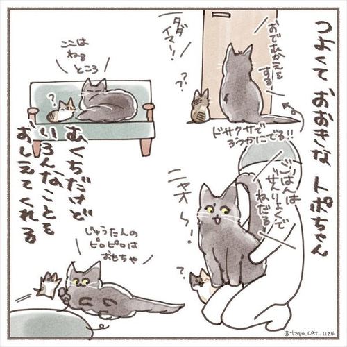 猫 保護猫 子猫 先住 新メンバー 仲良し