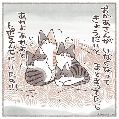 猫 保護猫 子猫 先住 新メンバー 仲良し