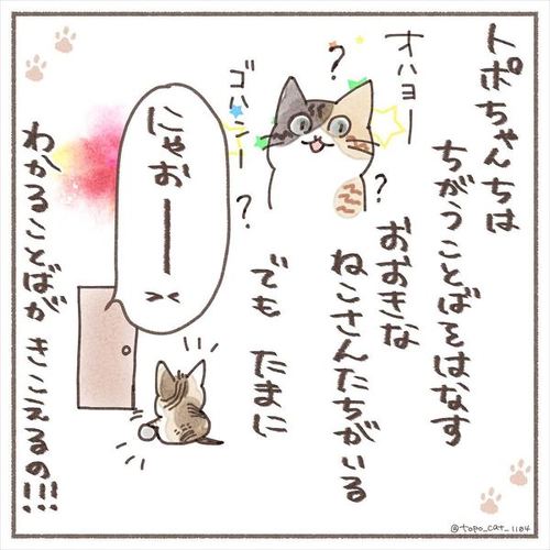 猫 保護猫 子猫 先住 新メンバー 仲良し