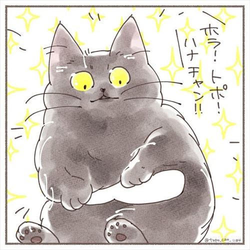 猫 保護猫 子猫 先住 新メンバー 仲良し